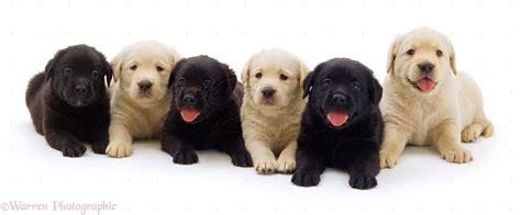 Their loyalty & patience make them a great family pet. 50 Most Lovely Golden Retriever Puppy Pictures And Images