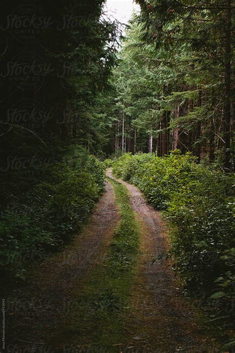 Two Track Road Through Forest By Stocksy Contributor Jesse Morrow