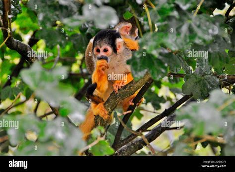 Monkey Pack Hi Res Stock Photography And Images Alamy