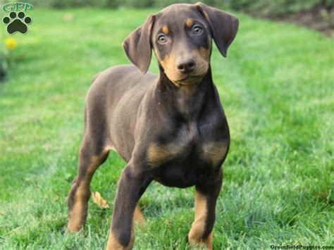 Puppies for sale from dog breeders near indiana. Justice, Doberman puppies for sale in Narvon, Pa ...