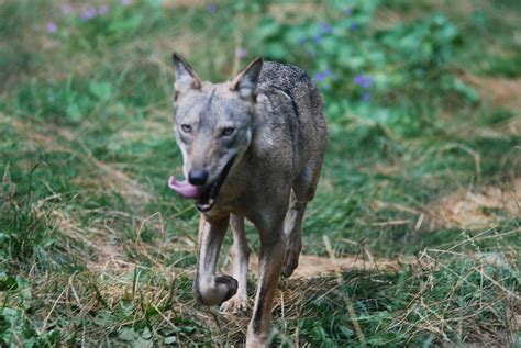 Abes Animals 2 Least Known Gray Wolf Subspecies Of Europe
