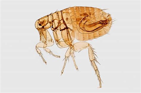 Flea Pest Control And Treatment Professional Flea Exterminator