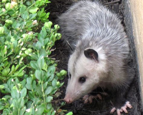 Opossums The Gardens Nightly Clean Up Crew Hgtv