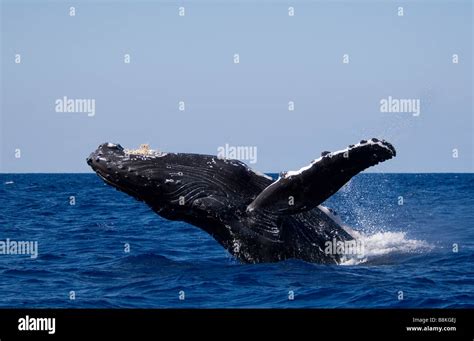 Breaching Humpback Whale Megaptera Novaeangliae Big Island Hawaii Stock