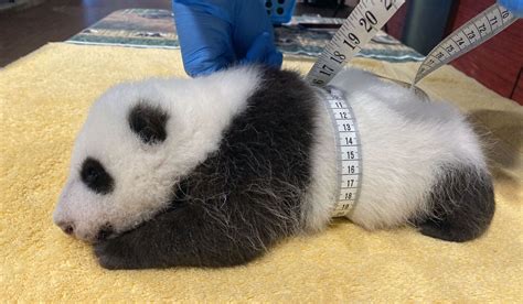 Upbeat News National Zoo Asks Public To Help Name Giant Panda Cub