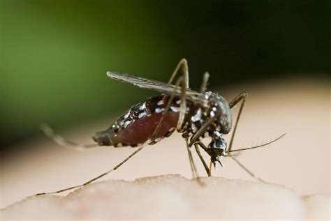 Asian Tiger Mosquito Aedes Albopictus License Image 70185965
