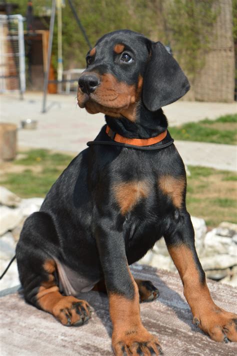 And how much doberman puppies cost. Puppies for sale from Vukasin | Doberman Fans