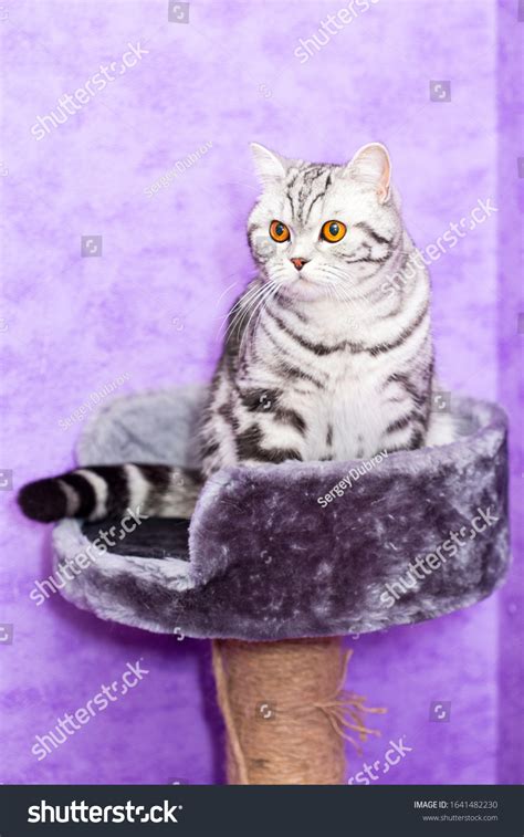 British Shorthair Cat Color Blotched Tabby Stock Photo 1641482230