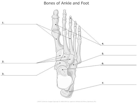 Bones Of Ankle And Foot Unlabeled Example Smartdraw Anatomy