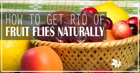 Since flies taste through the hairs on their legs, they are very sensitive to landing on things they don't take a fancy to. How to Get Rid of Fruit Flies Naturally - Updated For 2018