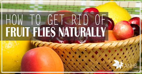 Fruit flies are common household pests that can be a terrible nuisance around your home. How to Get Rid of Fruit Flies Naturally - Updated For 2018