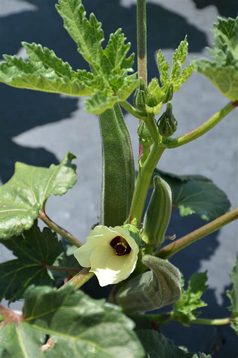 Check spelling or type a new query. Clemson Spineless Okra (Abelmoschus esculentus 'Clemson ...