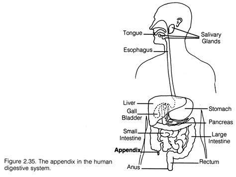 Draw A Labelled Diagram Of Human Digestive System Science Life Porn