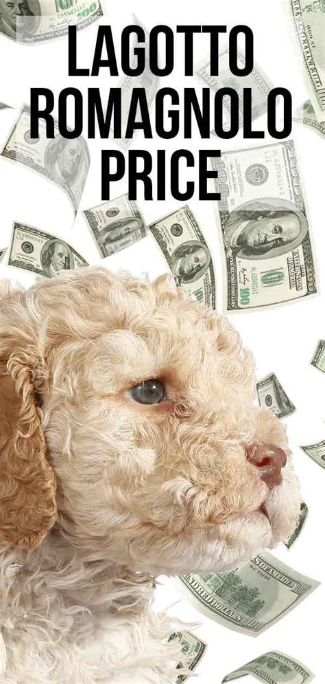 Dec 22, 2020 · the orchestration of finding compatible parents, coordinating the breeding and ensuring healthy pups is a big and expensive feat, but worth the cost if you desire the absolute best! Lagotto Romagnolo Price - How Much Do Lagotto Romagnolo ...
