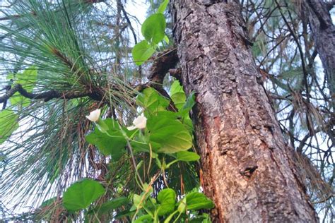 Check spelling or type a new query. Pin by Zone 9b on Flowers Blooming in Zone 9b Florida ...