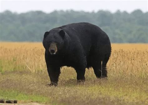 Where To Hunt The Biggest Black Bears In The World Outdoors International