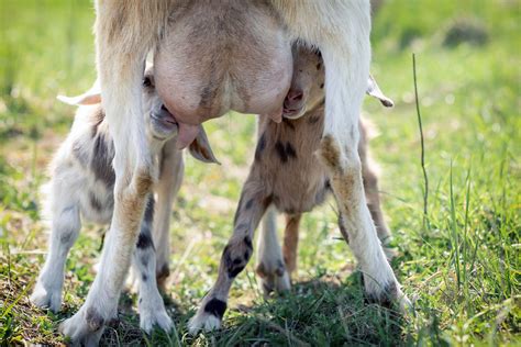 Dairy Goat Udder Development Grit