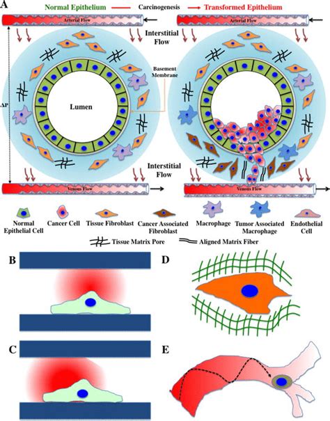 Tumor Microenvironment And Confinement A Typical Architecture Of