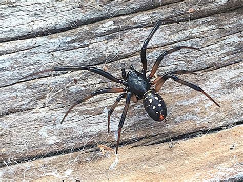 False Widow Spiders On July 21 2018 At 0905 Am By Phil Bendle