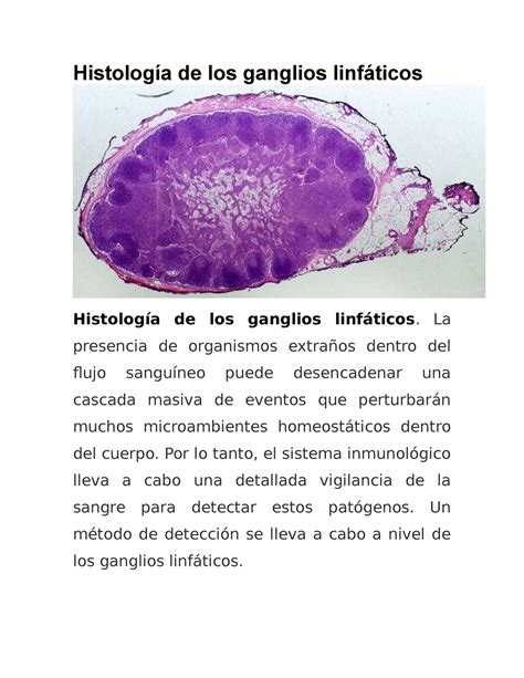 Histología De Los Ganglios Linfáticos Histología De Los Ganglios