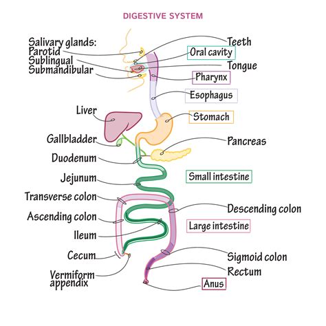 Gross Anatomy Glossary: Digestive System Overview | Draw It to Know It