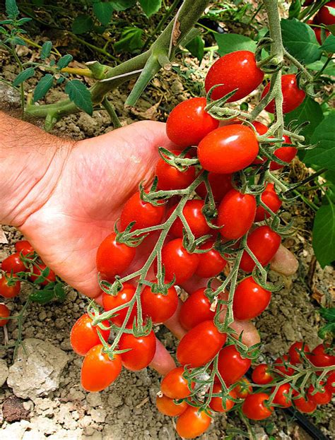 Tomato Modus F1 5 Vegetable Seeds Cherry Plum Viridis