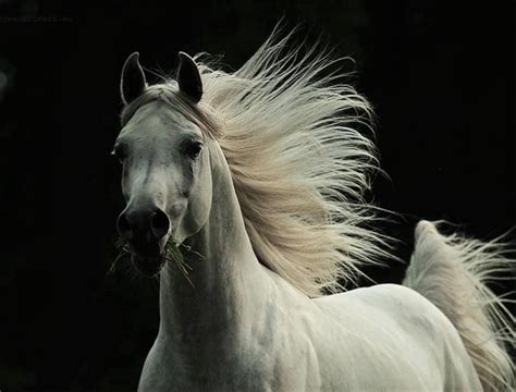 Majestic Most Beautiful Animals Majestic Animals Beautiful Horses