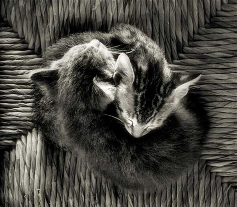 Impressive Cat Photography Inspirations