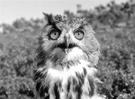 Con cerebro sería el 2. Los siniestros pájaros de la muerte | Extremadura Secreta ...