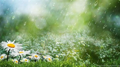 Summer Rain Hd Wallpaper Summer Rain Images New Wallpapers Desktop