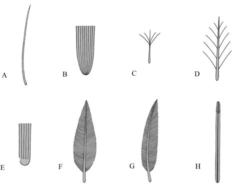 Figure 4 From The Origin And Early Evolution Of Feathersinsights From