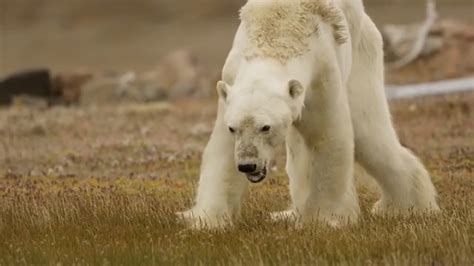 Starving Polar Bear On Iceless Land Shot On Video Pepnewz