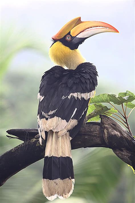 Bird Type Of Hornbill Bird Mania