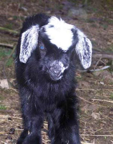 The Best Names For Your Pet Goat Pethelpful