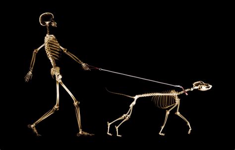 Skeleton Walking A Dog 11x14 Photo Print Etsy
