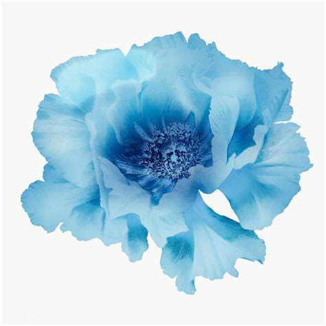 Blue Peony Vintage Illustration Transparent Png Artwork Remix From