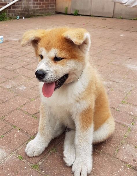 Japanese Akita Inu Puppy Male 10 Weeks Old In Sherwood