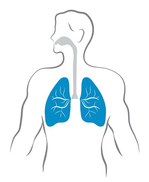 Download Lungs Vector at GetDrawings | Free download
