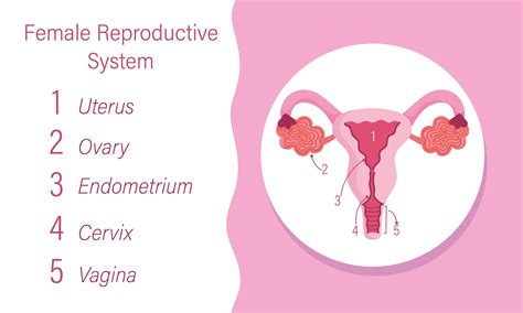 Female Human Reproductive System Diagram Of The Internal Organ Vector Art At Vecteezy