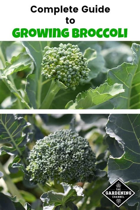 Guide To Broccoli Gardening