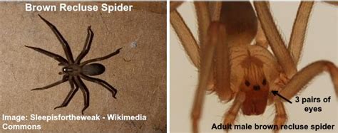 Wolf Spider Brown Recluse Opelmuse