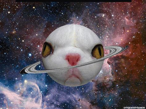 Cat Space  Find And Share On Giphy