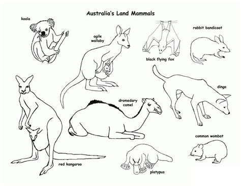 Coloring Pages Of Australian Animals