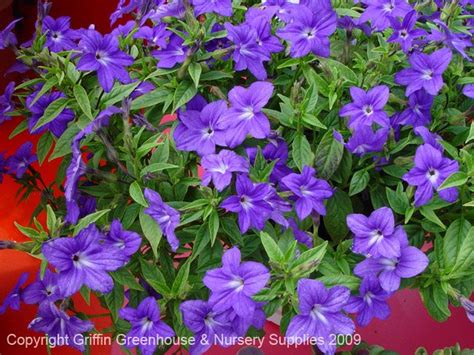 Find trees, shrubs, bulbs or flowering plants all shipped either barefoot or potted. BROWALLIA.....an annual will do well in planters and ...