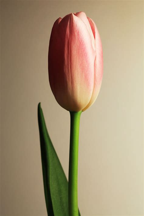 Jeffrey Kirby Photography Single Tulip