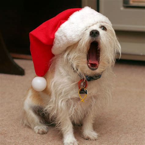 Photos Dogs Wearing Santa Claus Hats Celebrate Christmas Paperblog