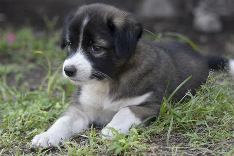 Our spring fur paws gift auction has been cancelled. Gorgeous puppies FREE for adoption | Dumaguete Info ...