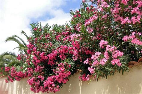 Laurier Rose Nerium Oleander Plantation Culture Entretien Conseils