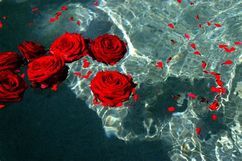 Red Rose Aesthetic Wallpapers Wallpaper Cave