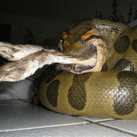 Can A Green Anaconda Eat A Human Diy Seattle